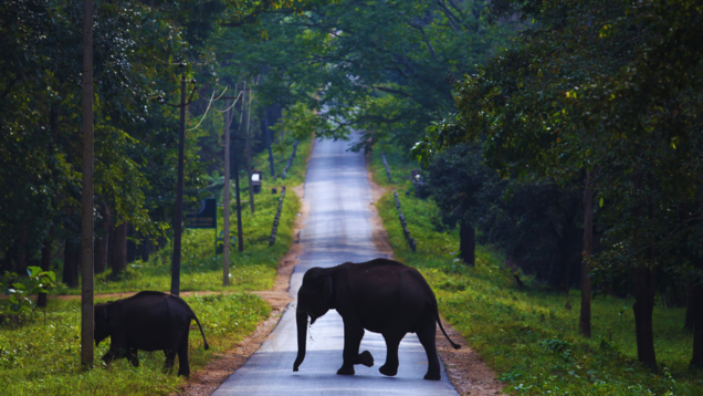 Spotting the majestic tigers of Nagarhole on an unforgettable safari