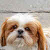 Article image for: <i class="tbold">shih tzu</i>