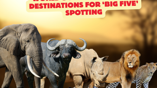 World’s 7 wildest safari destinations for ‘Big Five’ spotting