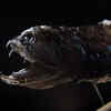 Article image for: Deep-sea dragonfish