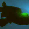 Barreleye fish