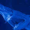 Goblin shark