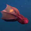 Vampire squid