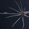 Giant squid