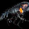 Article image for: The mystery of the <i class="tbold">deep sea</i>