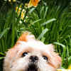 Article image for: <i class="tbold">shih tzu</i>