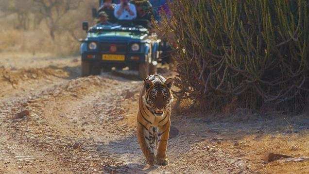 Ranthambore National Park: A complete guide to safari booking, best zones, and more