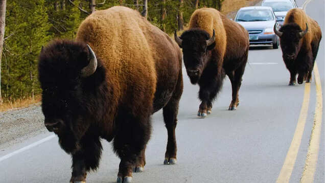 What's inside Yellowstone National Park, the world's oldest national park?