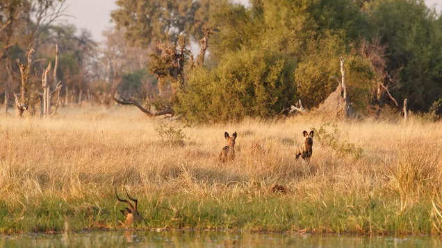 5 parków narodowych do zwiedzania w Indiach, które są również obiektami wpisanymi na listę światowego dziedzictwa UNESCO