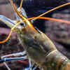 Article image for: Tiger <i class="tbold">pistol</i> shrimp
