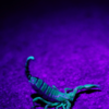 Article image for: <i class="tbold">scorpions</i>
