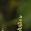 Article image for: Benefits of keeping <i class="tbold">tulsi plant</i>