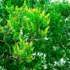 Article image for: The <i class="tbold">tulsi plant</i>