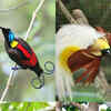 Why the Bird of Paradise stands out as unique​ | Times of India