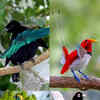 Why the Bird of Paradise stands out as unique​ | Times of India