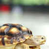 Article image for: <i class="tbold">tortoise</i>