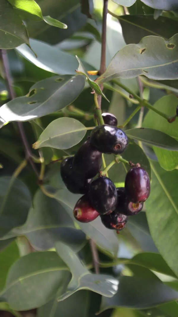 Jamun