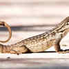 Animals that are with us since the time of dinosaurs