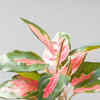 Article image for: Chinese <i class="tbold">evergreen</i>