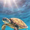Article image for: <i class="tbold">turtles</i>