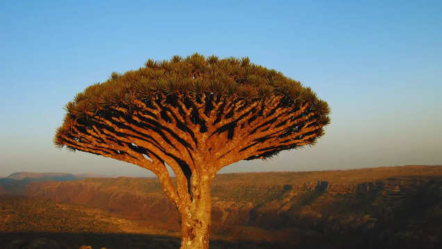 Socotra: The mysterious 'Alien Island' of the Indian Ocean