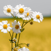 Chamomile flowers 