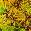 Witch Hazel
