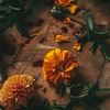 Calendula 