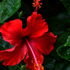 Hibiscus