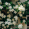 Jasmine 