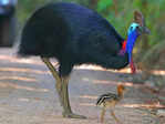 ​Captivating insights you need to learn about the formidable cassowary​