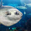 Article image for: Hoodwinker Sunfish