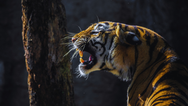 Nagarhole National Park, and its significant contribution to Project Tiger