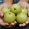 ​Drink Amla juice daily