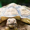 Article image for: <i class="tbold">tortoise</i>