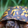Article image for: Turtle