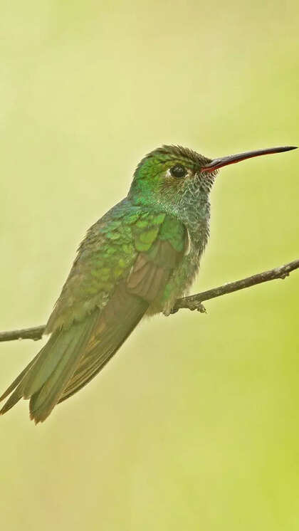 What is the Most Rare Bird