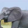 Article image for: African Elephant