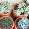 10 low-maintenance succulents that can grow in minimal water and light |  Times of India