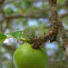 Article image for: Manchineel tree