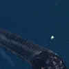 Article image for: Adaptation