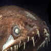 Article image for: Venomous