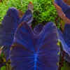 birkins plants Explore Our Philodendron Birkin main image 0