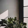 8 plants that grow aesthetic black leaves | Times of India