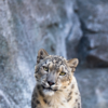 Article image for: <i class="tbold">snow leopard</i>
