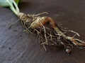​​A plant that strangely looks like a human!​​