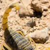 Article image for: Deathstalker Scorpion