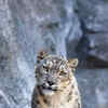 Article image for: <i class="tbold">snow leopard</i>