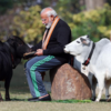 Old love for cows