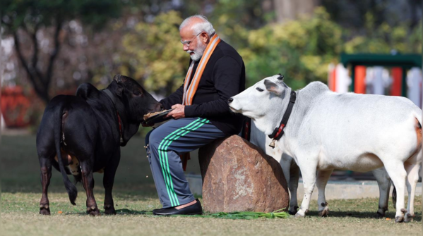 Old love for cows